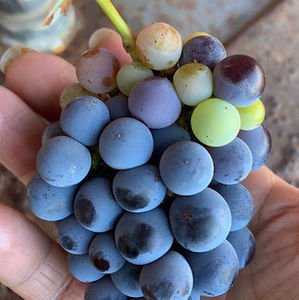 Meet your Posher, Bertha